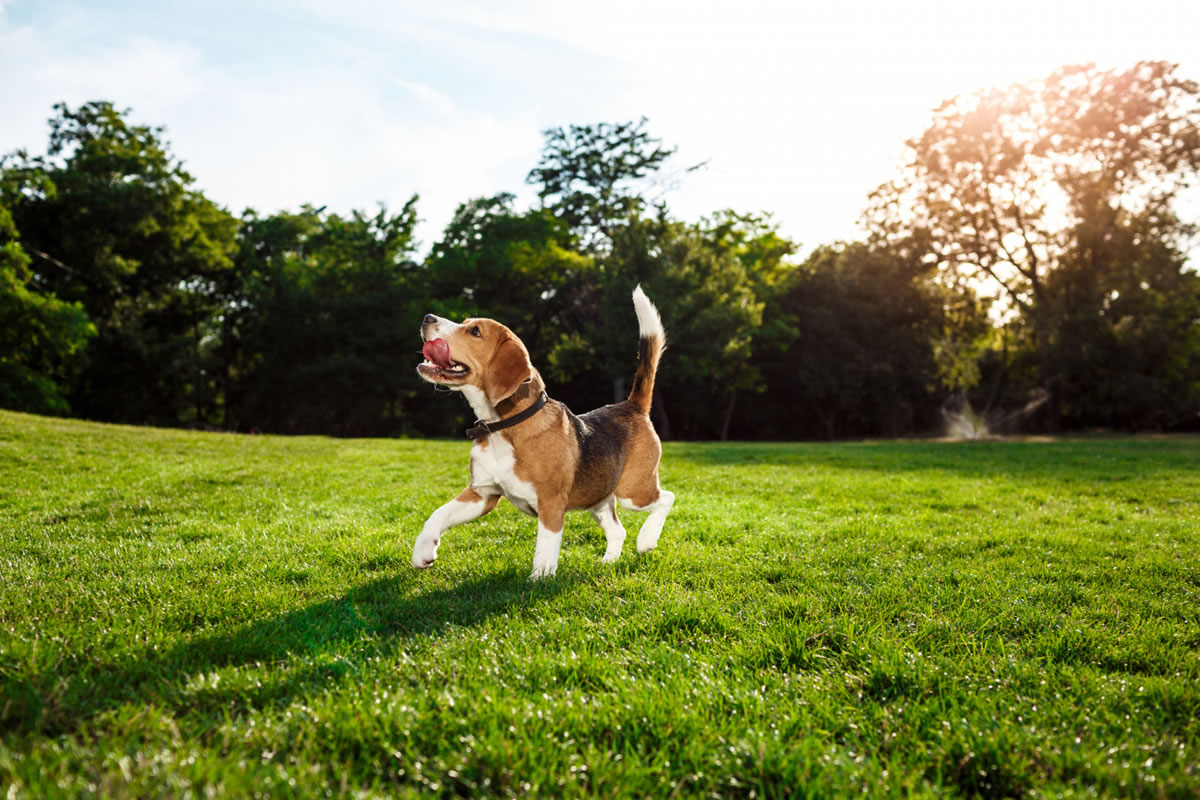 Why You Need a Dog Park in Your Apartment Complex