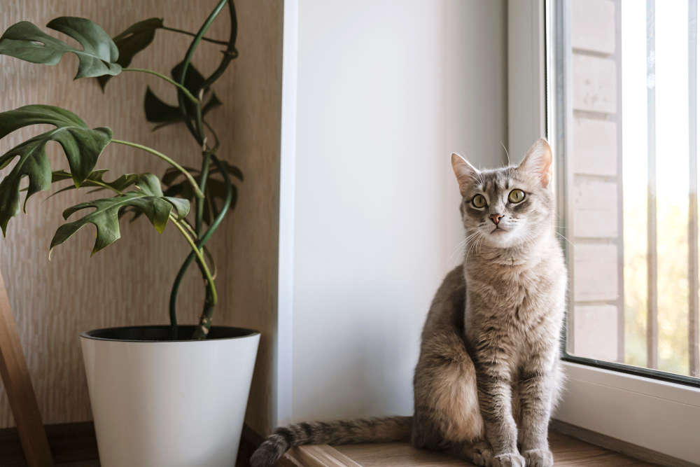 The Best Pets for Apartment Living