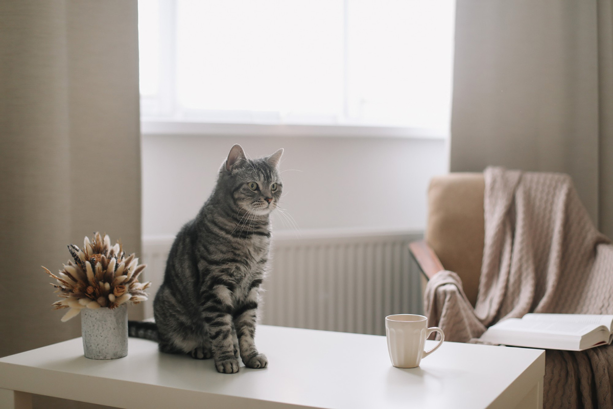 Tips to Cat-Proof Your Apartment