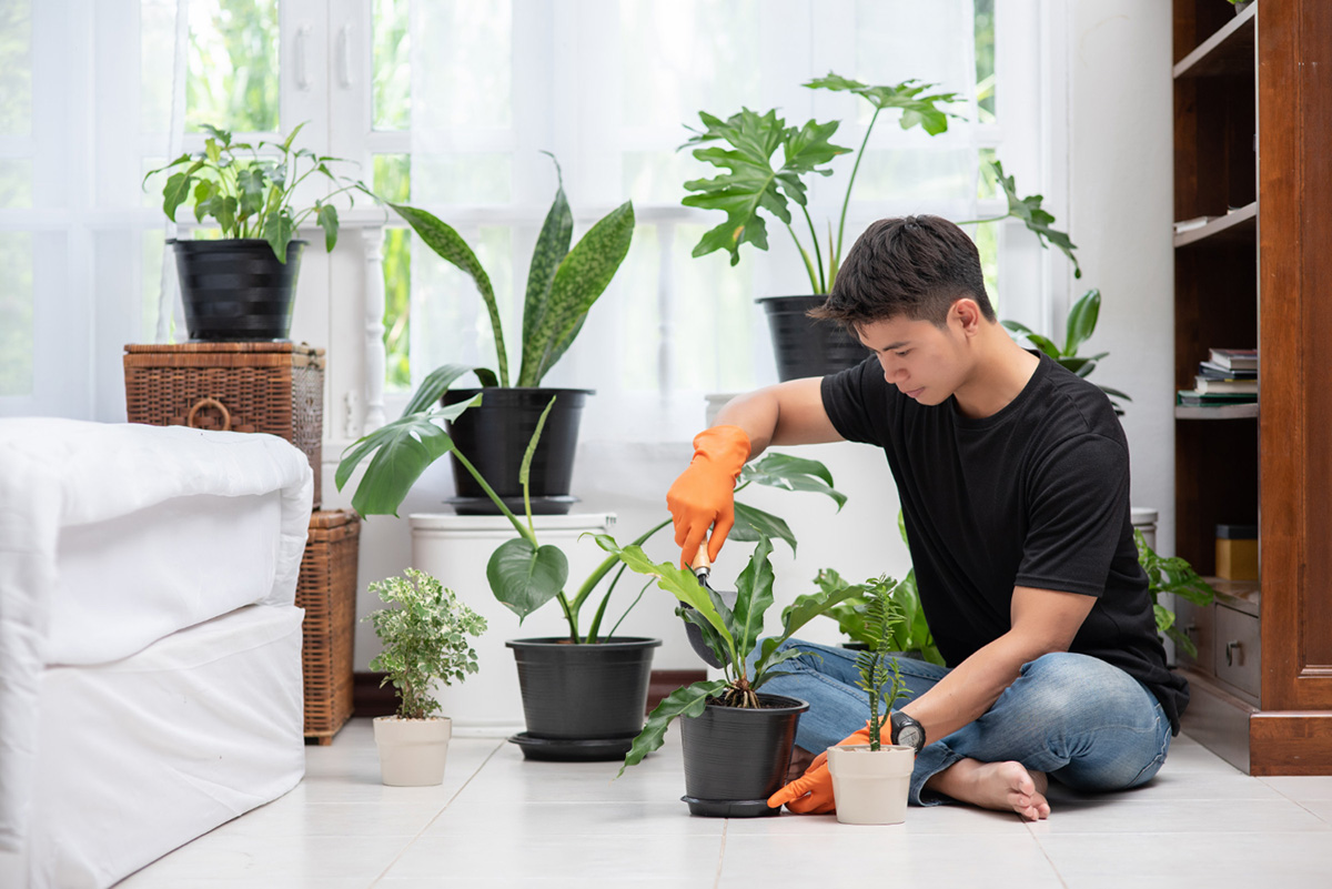 How Houseplants Can Help You Live a Healthier Life