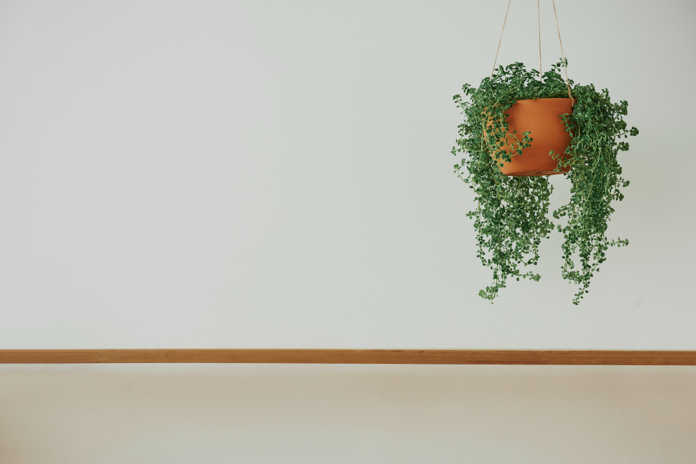 Beginner’s Guide to Hanging Indoor Plants Like an Expert