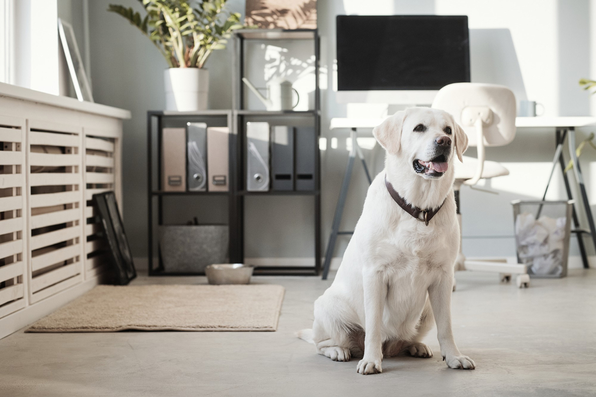 Ways to Keep Your Apartment Organized and Spotless with a Pet