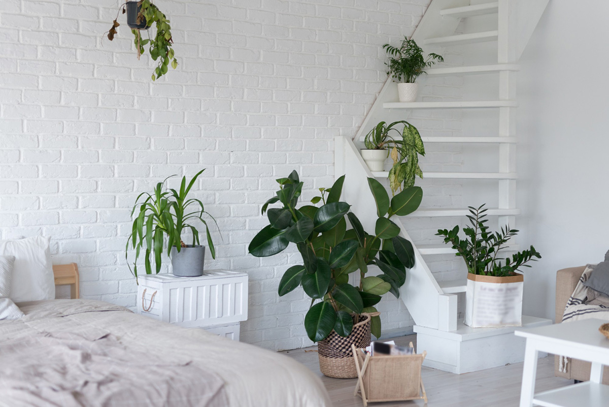 Refresh Your Apartment With These Plants