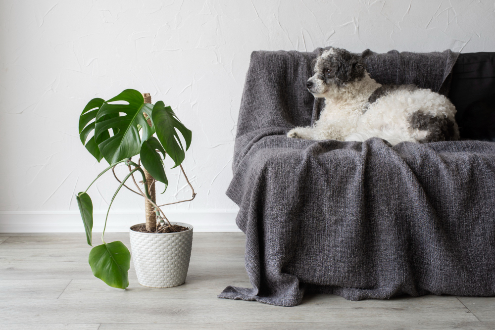 How to Get Rid of Your Pet's Hair from Furniture